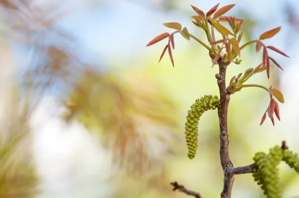 Walnut tree blooms in nature — Stock Photo, Image