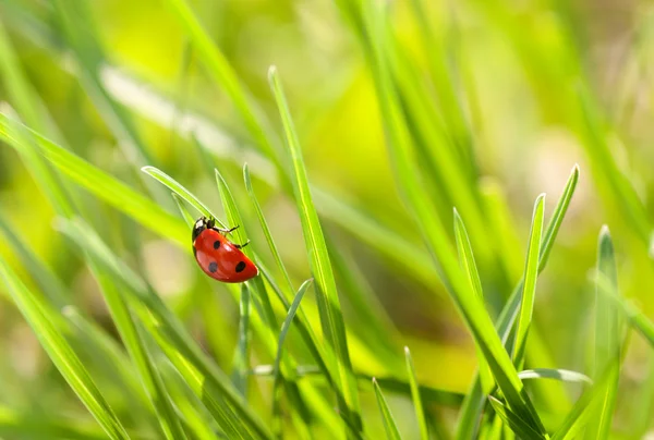 Coccinella su erba verde — Foto Stock