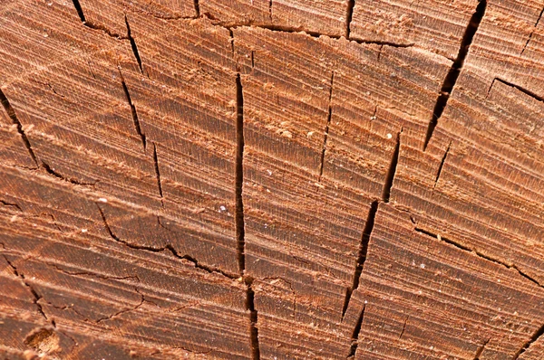 Texture gamle træ closeup - Stock-foto