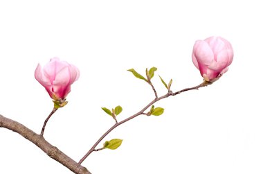 Manolya ağacı çiçek