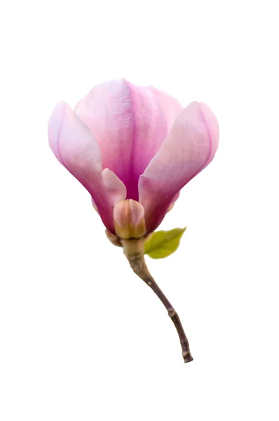 Magnolia tree flower — Stock Photo, Image