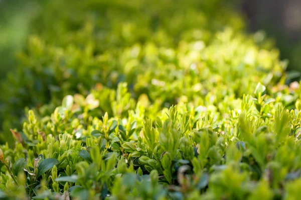 Buxbom Bush, närbild — Stockfoto