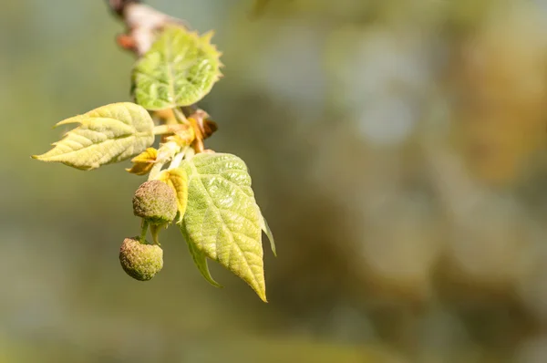 Young raspberry leaves — Stock Photo, Image