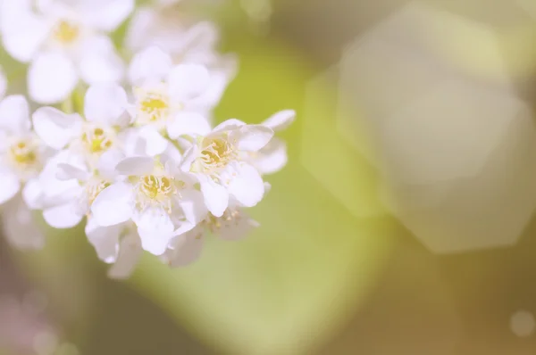 벚꽃의 지점 — 스톡 사진