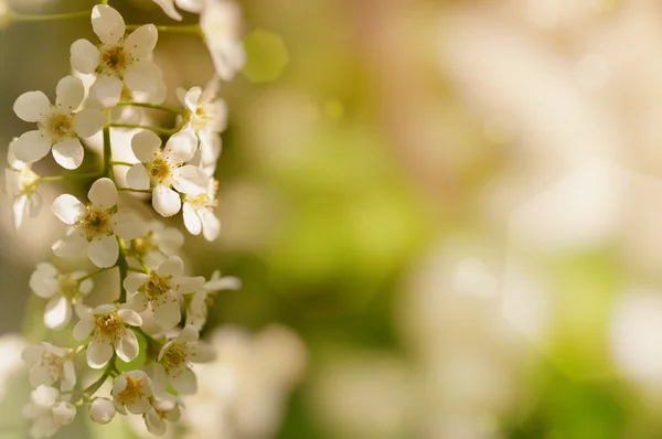 Branch of cherry blossoms — Stock Photo, Image