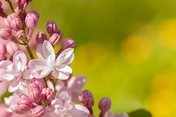 Гілка бузкових квітів в природі — стокове фото