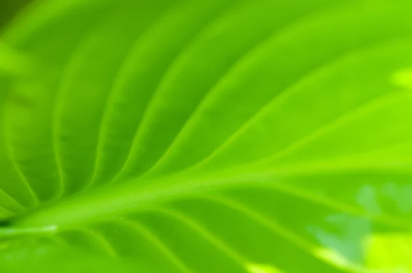 Green leaf closeup — Stock Photo, Image