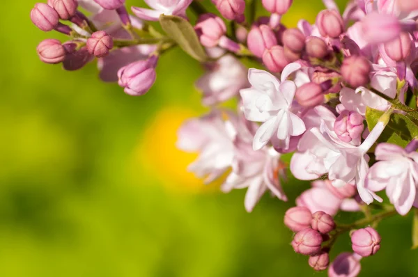 Гілка бузкових квітів в природі — стокове фото