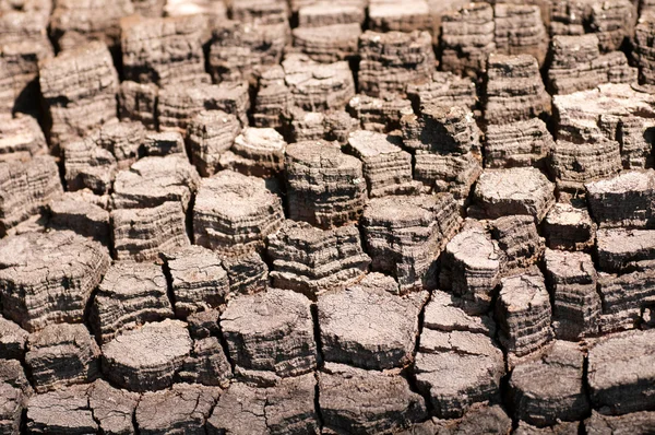 Textura stromové kůry zblízka — Stock fotografie