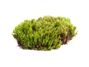 Beyaz arkaplanda yeşil yosun izole edildi