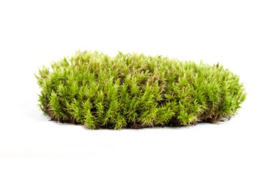 Beyaz arkaplanda izole edilmiş daire şeklinde yeşil sphagnum yosunu