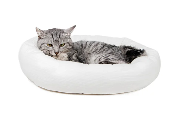 グレーのタビー猫はラウンジャーに寝そべって真っ直ぐに見えます — ストック写真