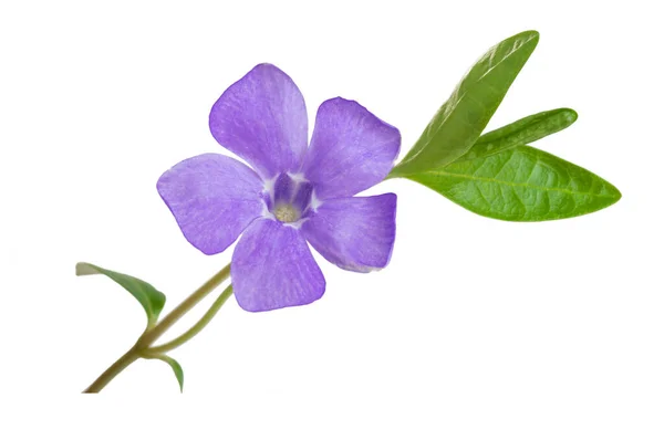 Wildflower Purple Tender Plant Isolated White Background — Stock Photo, Image