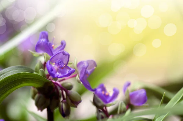 Сад Фиолетовый Цветок Летний Фон — стоковое фото