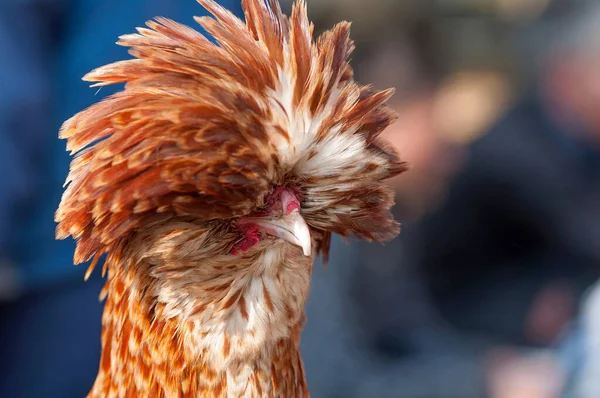 Dekorativer Brauner Hahn Portrait Großaufnahme lizenzfreie Stockbilder