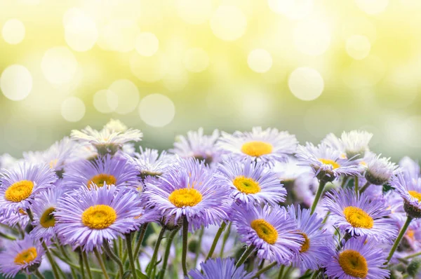 Blaue Gänseblümchen Freien Nahaufnahme Sommer Sonniger Hintergrund Stockbild