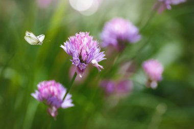 bahar arkaplanı, kelebek bahçede leylak çiçeğinin üstünde uçar.