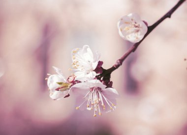 bahar arkaplanı, çiçek açan kiraz ağacı, baharda çiçek açan ağaçlar, pembe arka plan, uygulanan filtre.