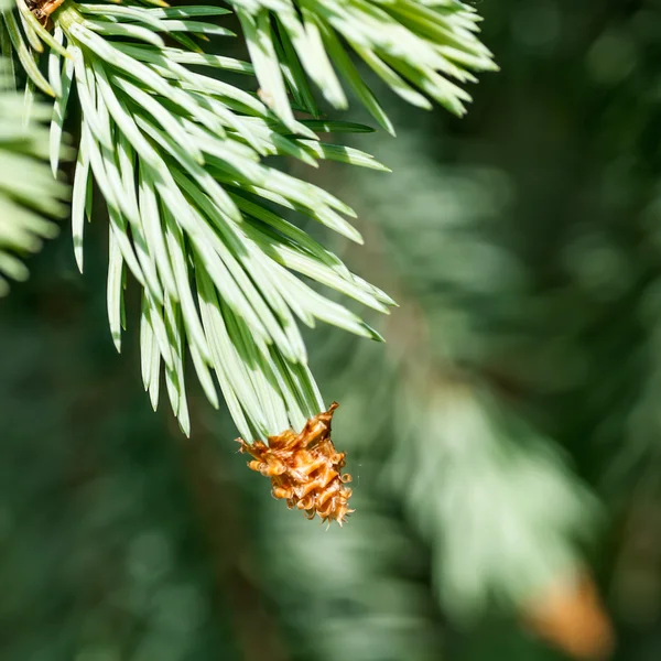 Young fir branch — Stock Photo, Image