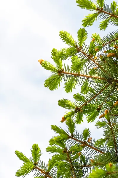 Tree branch with young shoots — Stock Photo, Image