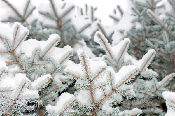 Snön ligger på en gren — Stockfoto