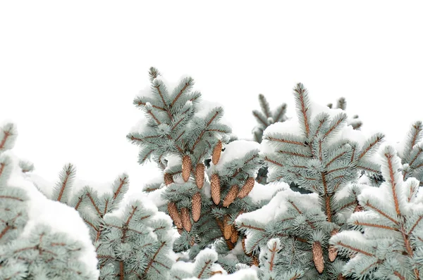 Bomen bedekt met sneeuw kegels — Stockfoto