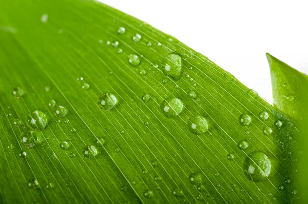 Krople wody na zielonym liściu — Zdjęcie stockowe