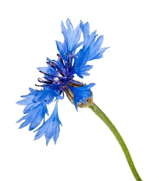 Cornflower flower — Stock Photo, Image