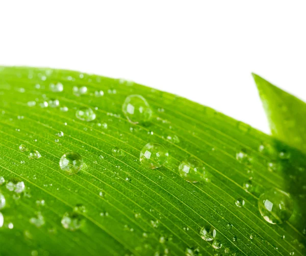 Gotas de agua sobre una hoja verde — Foto de Stock