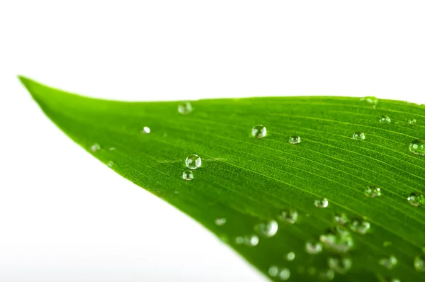 Gocce d'acqua su una foglia verde — Foto Stock