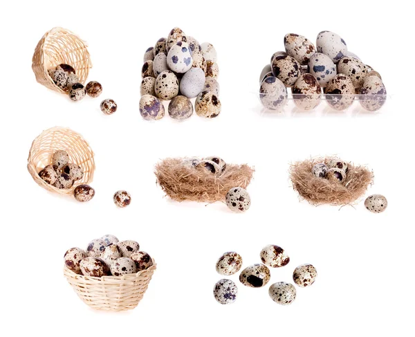 Bıldırcın yumurtası kümesi