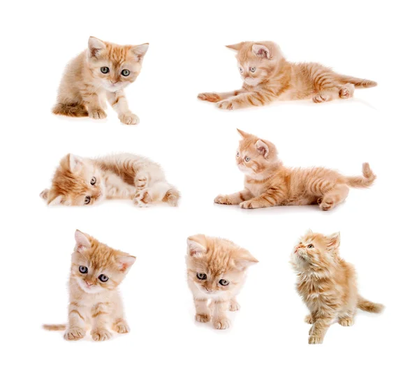 Set di gatto rosso — Foto Stock