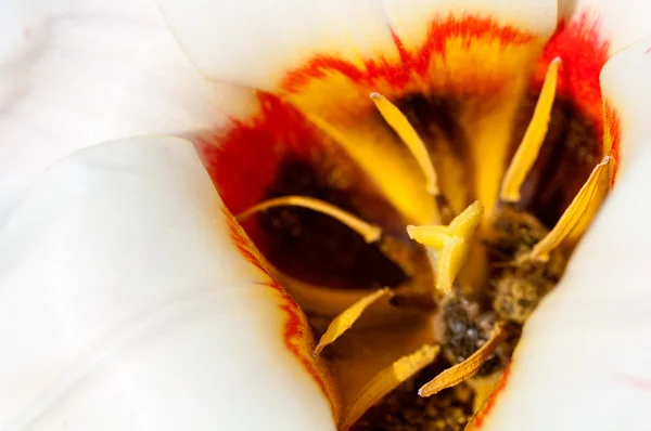 Tulipa branca close-up — Fotografia de Stock