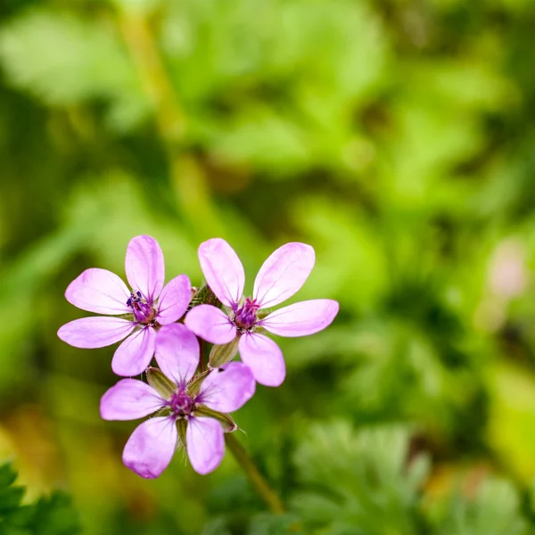 Fioletowe kwiaty w naturze — Zdjęcie stockowe