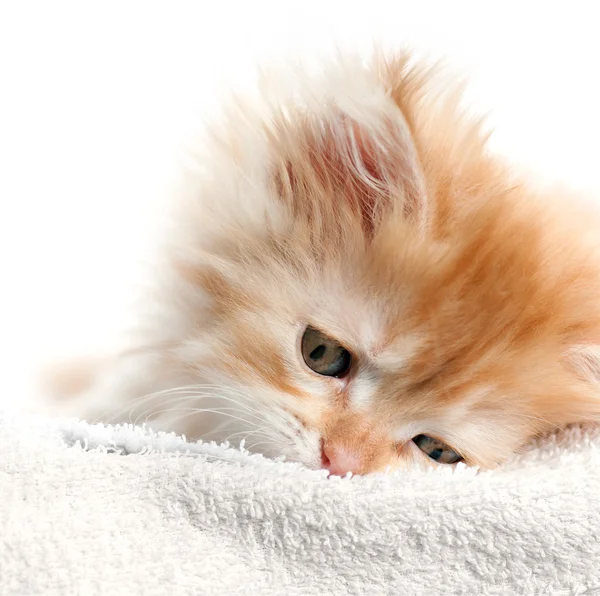 Red kitten on towel — Stock Photo, Image