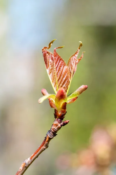 Бутон дерева весной — стоковое фото