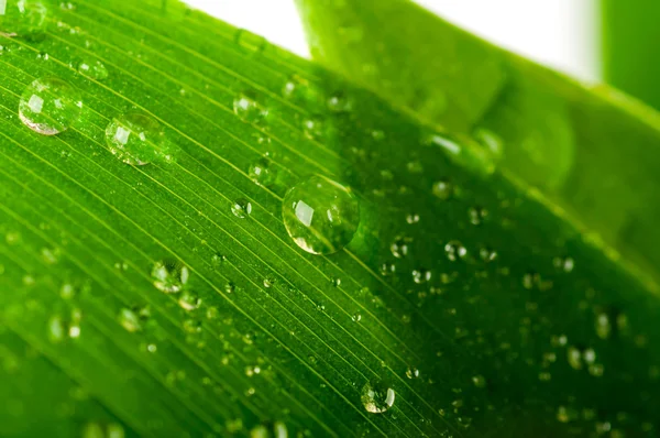 Gotas en la hoja — Foto de Stock