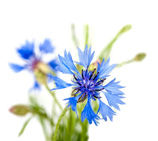 Синий васильковый цветок — стоковое фото