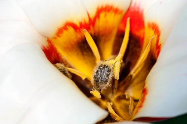 Besouro que recolhe pólen — Fotografia de Stock