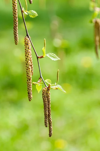 Young birch buds — Stock Photo, Image