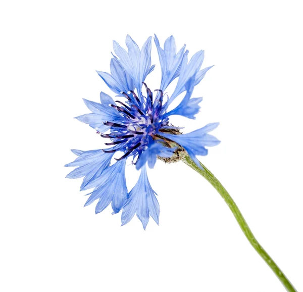 Fiore di fiordaliso blu — Foto Stock