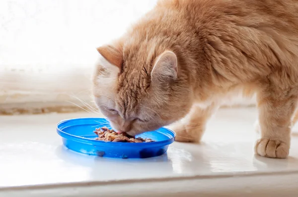 Röd katt äta — Stockfoto