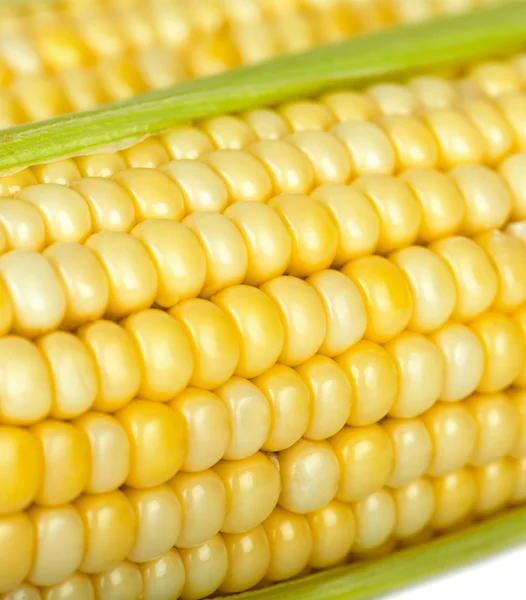 Espiga de milho closeup — Fotografia de Stock