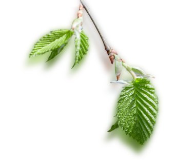 Genç huş ağacı yaprakları