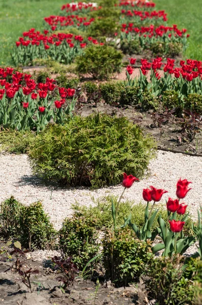 Red tulips flower bed — Stock Photo, Image