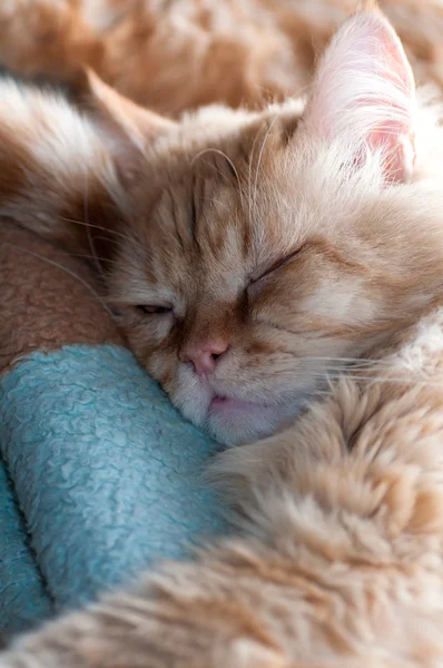 Sleeping red cat — Stock Photo, Image