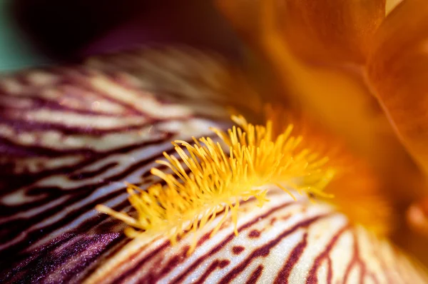 Flor da íris amarela — Fotografia de Stock