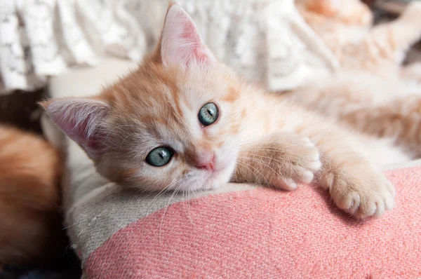 Red kitten with green eyes — Stock Photo, Image