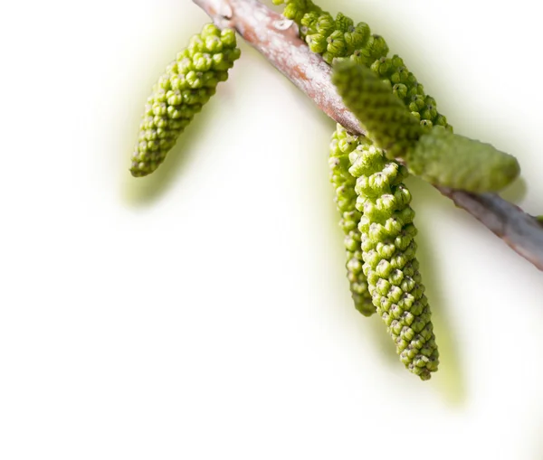 Young buds of walnut tree — Stock Photo, Image