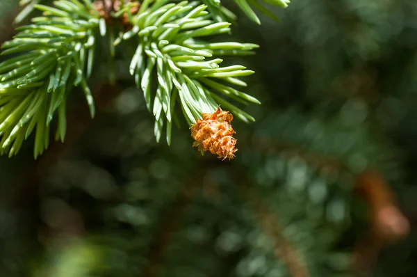 Young fir branch with cones — Stock Photo, Image